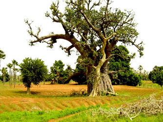 Baobab-960_720.png